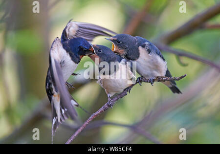 Schlucken (Hirundo rustica) Fütterung einer von zwei Küken, Uto, Finnland, Juli. Stockfoto