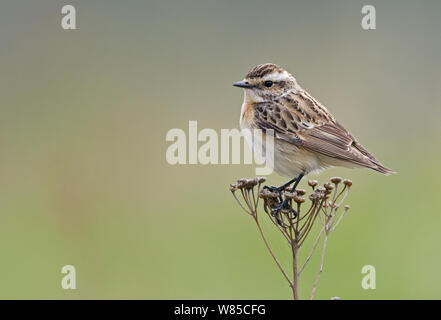 Weibliche Braunkehlchen (Saxicola rubetra) auf Saatgut Kopf thront, Uto, Finnland, Mai. Stockfoto