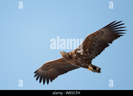 Sub - Erwachsene White Eagle im Flug, Uto, Finnland, März (Haliaeetus albicilla). Stockfoto