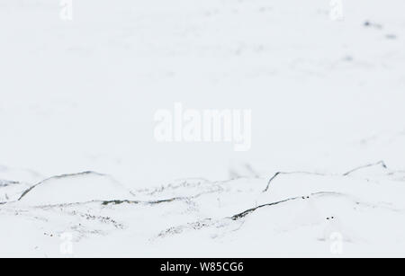 Zwei Willow Grouse/Schneehühner (Lagopus lagopus) im Winter Gefieder auf Schnee, Utsjoki, Finnland, Januar getarnt. Stockfoto