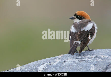 Weibliche shrike Rotkopfwürger (Lanius Senator) auf Rock, Uto, Finnland, Mai. Stockfoto