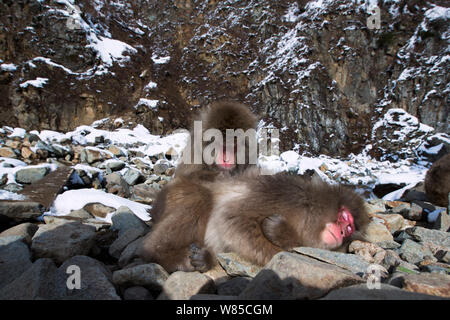 Japanischen Makaken (Macaca fuscata) männlichen und weiblichen Pflege. Jigokudani Yean-Koen Nationalpark, Japan, Februar. Stockfoto