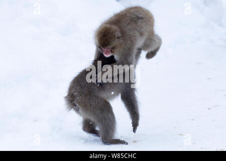 Japanischen Makaken (Macaca fuscata) Jugendliche spielen. Jigokudani Yean-Koen Nationalpark, Japan, Februar. Stockfoto