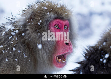 Japanischen Makaken (Macaca fuscata) männlich, bedrohlichen Ausdruck. Jigokudani Yean-Koen Nationalpark, Japan, Februar. Stockfoto