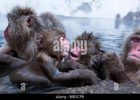 Japanischen Makaken (Macaca fuscata) Babys spielen in thermischen Hotspring Pool. Jigokudani Yean-Koen Nationalpark, Japan, Februar. Stockfoto