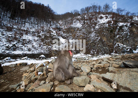 Japanischen Makaken (Macaca fuscata) sitzen auf den Felsen. Jigokudani Yaen-Koen Nationalpark, Japan, Februar. Stockfoto