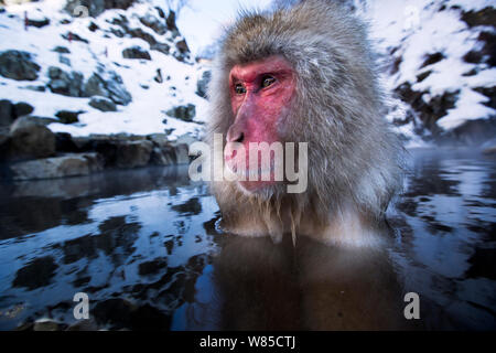Japanischen Makaken (Macaca fuscata) männlich in thermischen Hotspring Pool eingetaucht. Jigokudani Yaen-Koen Nationalpark, Japan, Februar. Stockfoto