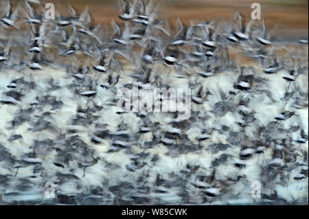 Schwarz-tailed Godwits (Cygnus olor), High Tide in Brecon, Norfolk, England, UK, September Roost. Stockfoto