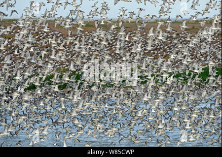 Rote Knoten (Calidris Canutus) Herde im Flug bei Flut auf Snettisham Gruben, die Wäsche, Norfolk, England, Großbritannien, Oktober Roost. Stockfoto