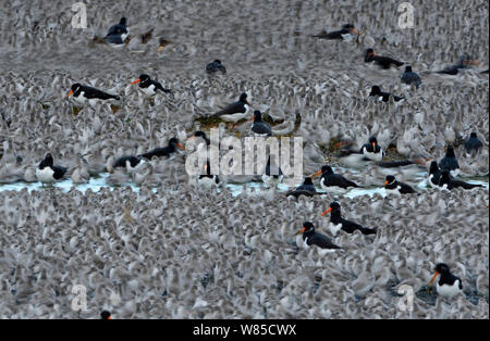 Rote Knoten (Calidris Canutus) Herde mit einigen Austernfischer (Haematopus ostralegus) bei Flut Roost, Snettisham Gruben, die Wäsche, Norfolk, England, Großbritannien, Oktober. Stockfoto