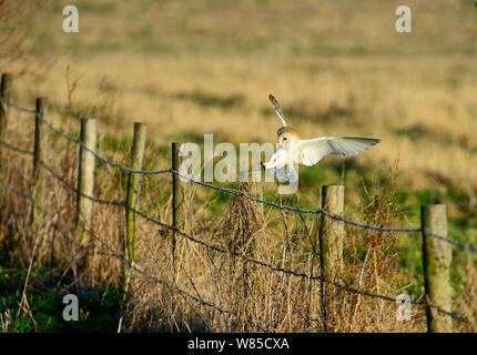 Schleiereule (Tyto alba) Landung auf Zaunpfosten, Norfolk, England, Großbritannien, Februar. Stockfoto