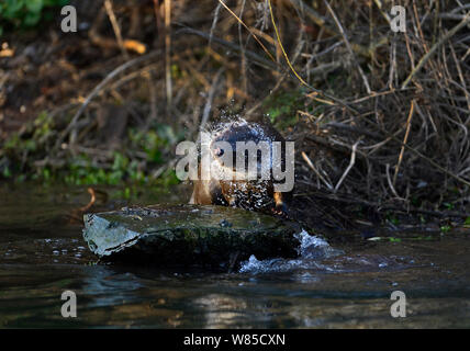 Fischotter (Lutra lutra) schütteln, Fluss Thet, Norfolk, England, UK, April. Stockfoto