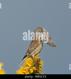 Hänfling (Carduelis cannabina) Weibliche mit Federn zum Nest, Norfolk, England, UK, Mai. Stockfoto