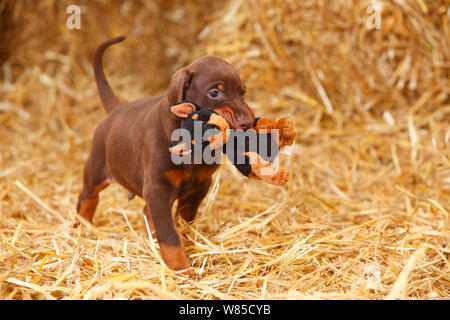 Dobermann Pinscher Welpen im Alter von 5 Wochen mit elsässischen Spielzeug. Stockfoto