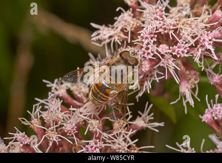 Hoverfly (Eristalis Tenax) männlich, Sussex, England, UK, August. Stockfoto