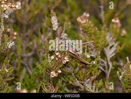 Bog bush Cricket (Metrioptera brachyptera) Weiblich, Sussex, England, UK, September. Stockfoto