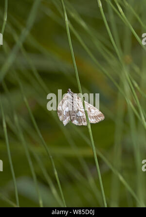 Braun china - mark Motte (Elophila nymphaeata) Sussex, England, Großbritannien, Juli. Stockfoto