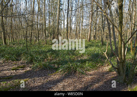 Vernachlässigte woodland nach vielen Jahren der Damhirsch (Dama Dama) Schäden, die sich in einer Monokultur von hängend Segge (Carex pendula), Sussex, England, UK, April. Stockfoto