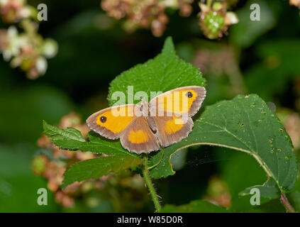 Gatekeeper Schmetterling (pyronia Tithonus) Sussex, England, UK, August. Stockfoto