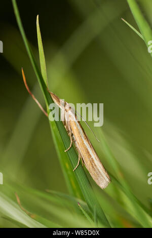 Agriphila tristella Motte (Gras) Sussex, England, UK, August. Stockfoto