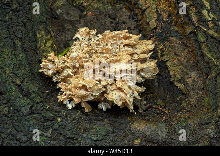 Hen der Wälder Pilze (Grifola frondosa) Sussex, England, Großbritannien, Oktober. Stockfoto