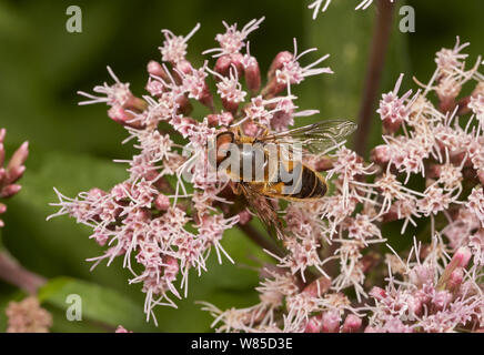 Hoverfly (Eristalis pertinax) männlich. Sussex, England, UK, August. Stockfoto