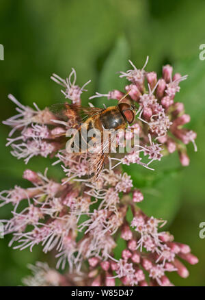 Hoverfly (Eristalis pertinax) männlich. Sussex, England, UK, August. Stockfoto