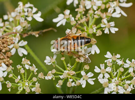 Hoverfly (Eristalis pertinax) männlich. Sussex, England, UK, August. Stockfoto