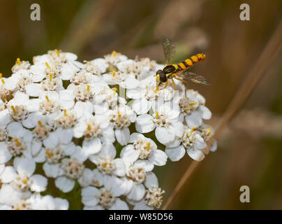 Hoverfly (Sphaerophoria scripta) Sussex, England, UK, August. Stockfoto