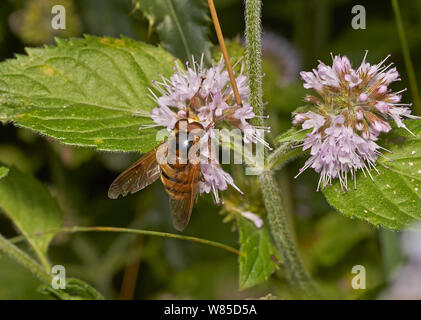 Hoverfly (Volucella inanis) männlich, Sussex, England, UK, August. Stockfoto