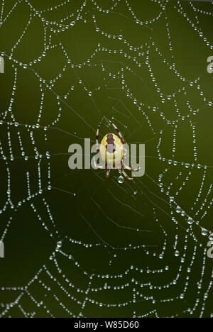 Marmorierte orb Weaver spider (Araneus Marmoreus) Weiblich, Sussex, England, UK, September. Stockfoto