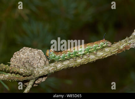 Kiefer hawk Moth (Hyloicus pinastri) Caterpillar Larve. Sussex, England, UK, September. Stockfoto