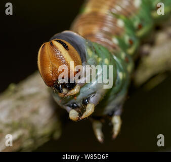 Kiefer hawk Moth (Hyloicus pinastri) Caterpillar Larve, in der Nähe des Kopfes, Sussex, England, UK, September. Stockfoto