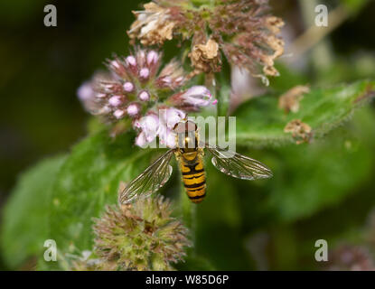 Marmalade hoverfly (Syrphus Balteatus) männlich. Sussex, England, UK, September. Stockfoto