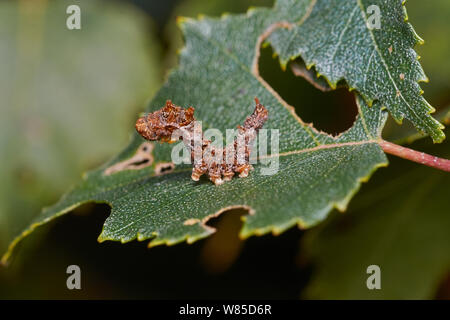 Caterpillar von Scalloped Haken-Tip (Falcaria lacertinaria) Sussex, England, Großbritannien, Oktober. Stockfoto