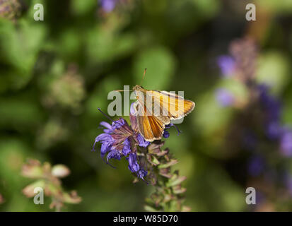 Kleine skipper Schmetterling (Thymelicus sylvestris) Sussex, England, Großbritannien, Juli. Stockfoto