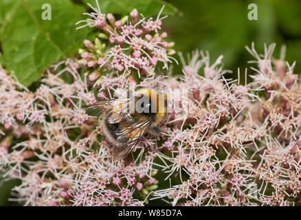 White-tailed Hummel (Bombus lucorum) mit Blütenstaub bedeckt. Sussex, England, UK, August. Stockfoto