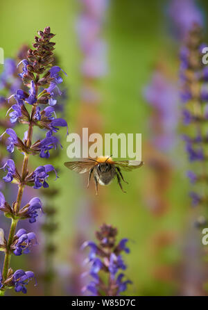 Baumhummel (Bombus Hypnorum) während des Fluges, Sussex, England, UK, Juli. Stockfoto