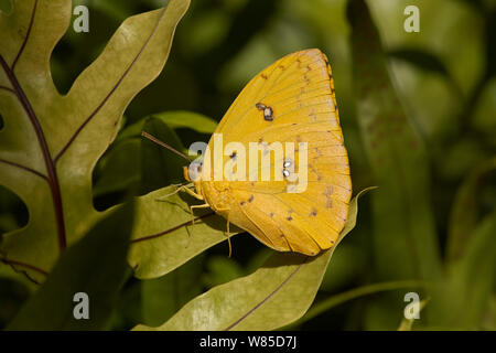 Gesperrt Schwefel Schmetterling (Phoebis philea) Florida, USA, Februar. Stockfoto