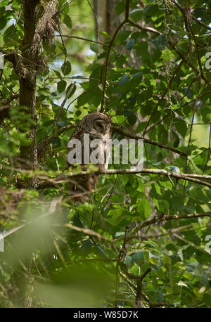Verjähren in Owl (Strix varia) Florida, USA, Februar. Stockfoto