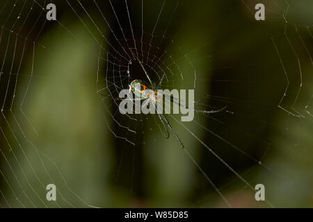 Orchard Spinne (Leucauge venusta) Florida, USA, Februar. Stockfoto