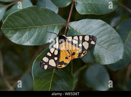 Creme - Spot Tiger (Epicallia villica) Korfu, Griechenland, Mai. Stockfoto