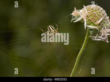 Orb weaver Spider (Aculepeira ceropegia) Korfu, Griechenland, Mai. Stockfoto