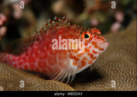 (Cirrhitichthys aprinus beschmutzt fischfreundschaften) Porträt, über Korallen, Raja Ampat, West Papua, Indonesien, im Pazifischen Ozean. Stockfoto