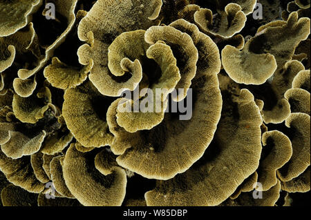 Kleine Polypen stony Coral (sp) Montipora platte Form, Raja Ampat, West Papua, Indonesien, im Pazifischen Ozean. Stockfoto