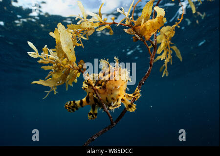 Sargassum Fisch (Histrio histrio) in der Nähe der Oberfläche auf schwimmenden Sargassum Algen, Raja Ampat, West Papua, Indonesien, im Pazifischen Ozean. Stockfoto