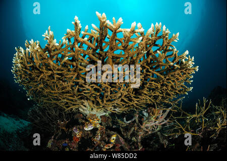 Table Top Coral (Acropora sp) Raja Ampat, West Papua, Indonesien, im Pazifischen Ozean. Stockfoto