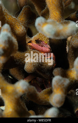 Red spotted Guard crab Trapezia tigrina () in Stein Coral (Acropora sp) Raja Ampat, West Papua, Indonesien, Pazifischer Ozean ausruhen. Stockfoto