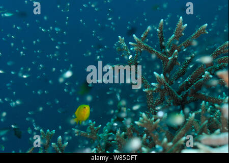 Steinkoralle (Acropora sp) mit Zitrone Dirne (Pomacentrus moluccensis) und Schwarm von Fischen, Raja Ampat, West Papua, Indonesien, im Pazifischen Ozean. Stockfoto