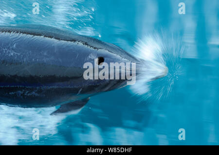 Großer Tümmler (Tursiops truncatus) Planschleifen von oben gesehen, Marlborough Sounds, Neuseeland, Juli. Stockfoto